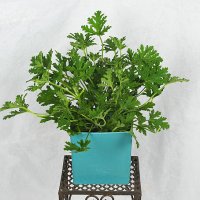 Unikt - Dr Westerlund med kruka