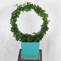 Unikt - Båge-blomma med kruka