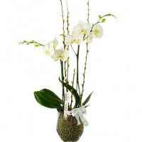 Stilig julorkide - Julblommor - Skicka Julblommor med blombud %city%