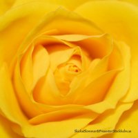 Gul Ros - Rosor - Skicka blommor i %city%