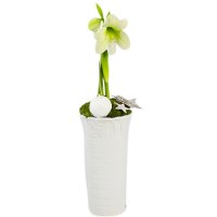 Snövit - Jul blommor - Skicka blommor och presenter i %city%