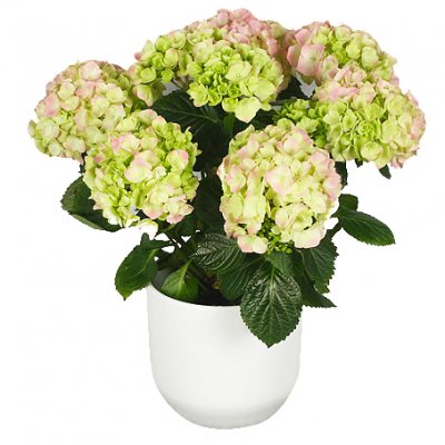 Rosa hortensia med kruka