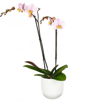 Rosa orkidée med kruka
