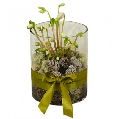 Helleborus nature - Julblommor - Skicka Julblommor med blombud %city%