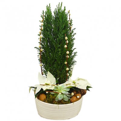 God Helg (vit) - Julblommor - Skicka Julblommor med blombud %city%