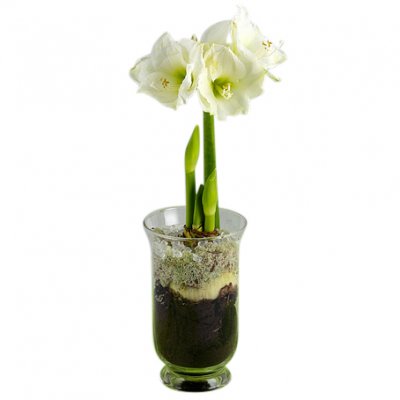 Vinternatt vit - Jul blommor - Skicka blommor och presenter i %city%