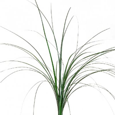 Extra grönt - Tillvalsprodukt - Skicka blommor %city%