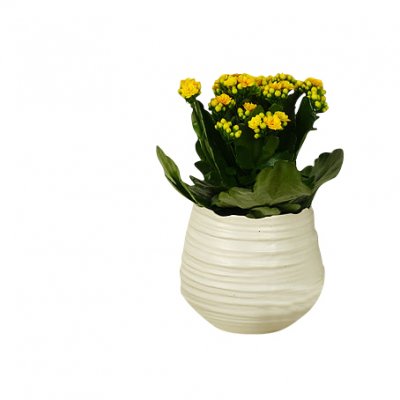 Påskkalanchoe - Påskblommor - Skicka blommor